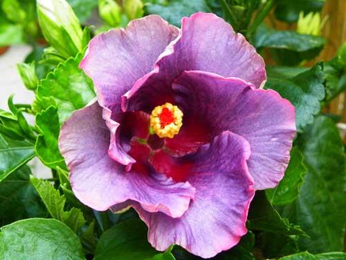 hibiscus at midnight