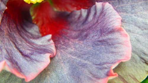 hibiscus at midnight