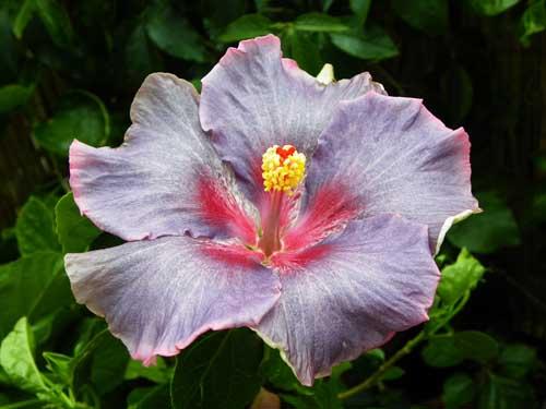 hibiscus at midnight