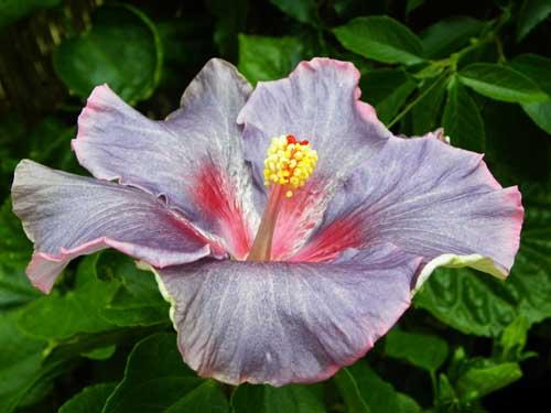 hibiscus at midnight
