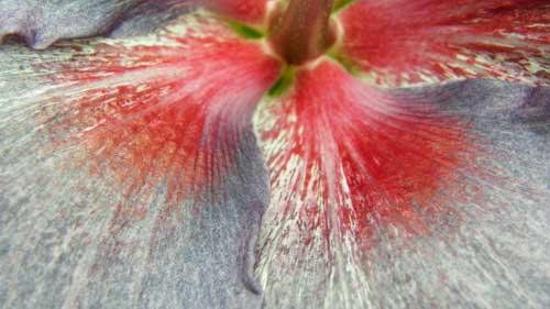 hibiscus at midnight