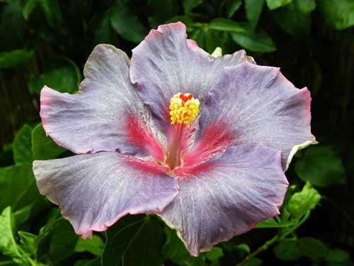 hibiscus at midnight