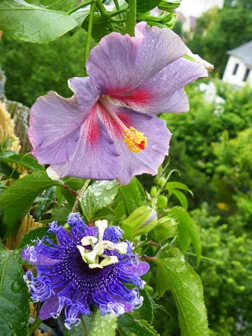 Hibiscus at Midnight and passiflora byron beauty