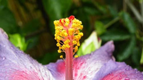 Hibiscus at Midnight