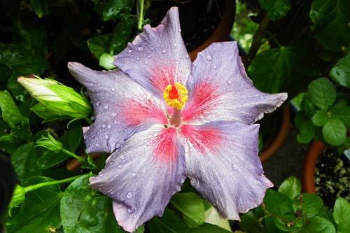 Hibiscus at Midnight