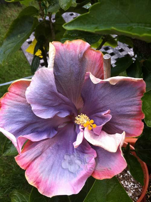 hibiscus timeles treasure