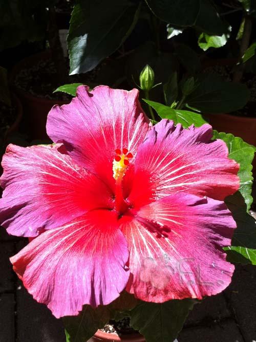 hibiscus bayou irene