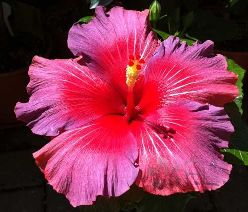 hibiscus bayou irene