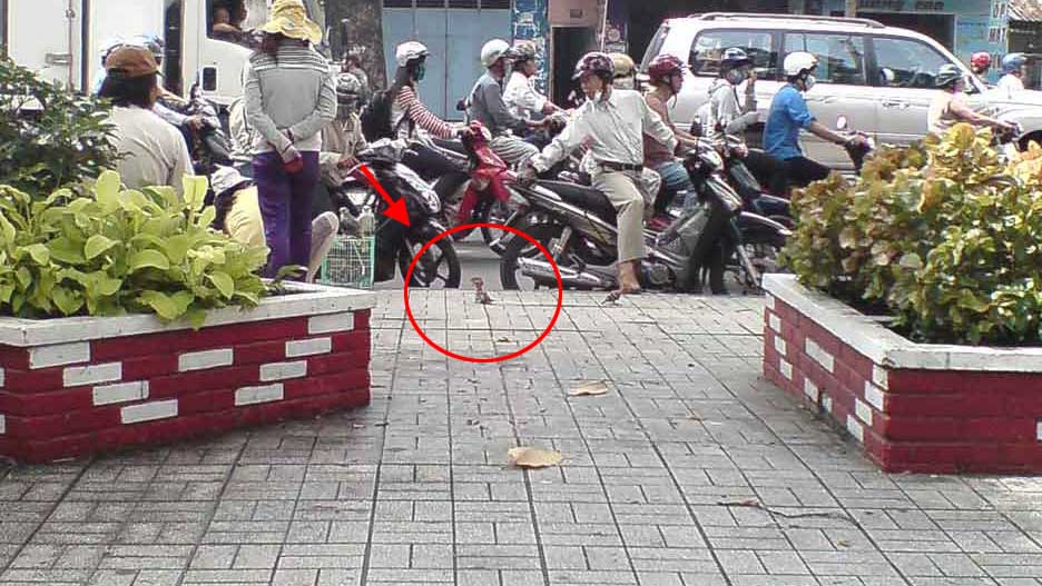 Con này là con gì vậy ta?