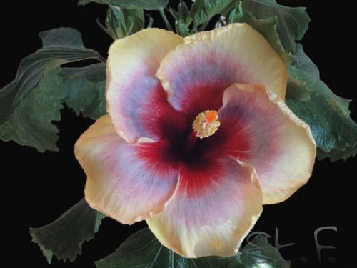 Hibiscus Mattiacis Bugatti