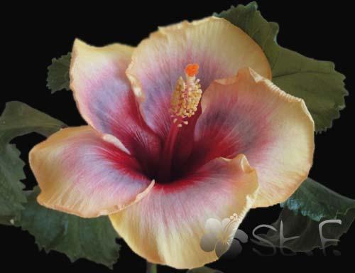 hibiscus Mattiacis Bugatti 