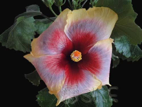 hibiscus Mattiacis Bugatti 