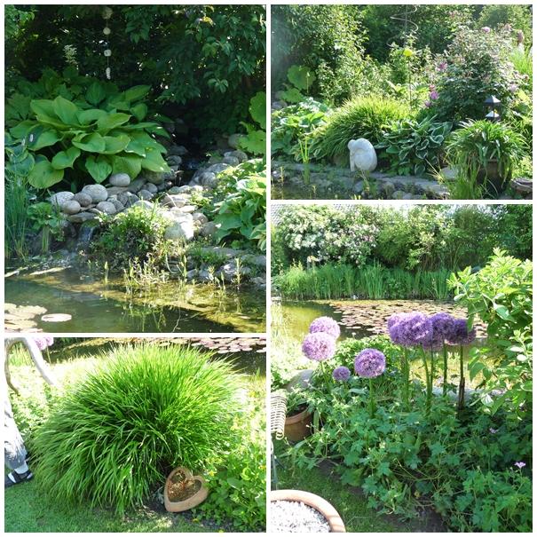 Pflanzen Um Den Teich 2980 pflanzen um den teich gartenteich goldfische biotopfische Pflanzen Um Den Teich 2980 pflanzen um den teich gartenteich goldfische biotopfische