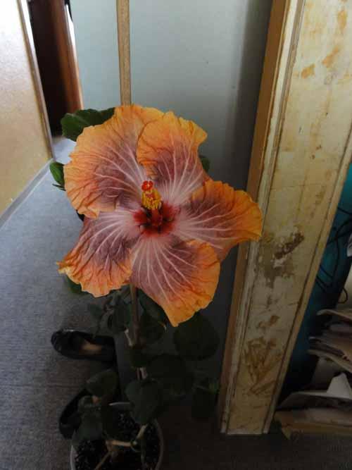 hibiskus falsch fotografiert, hibiskus wunder