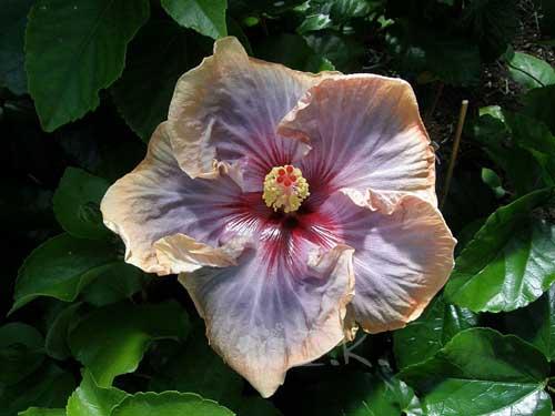 hibiscus louise bennett