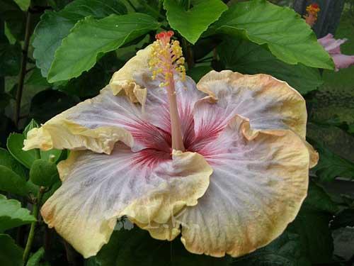 hibiscus louise bennett