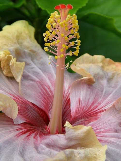 hibiscus louise bennett