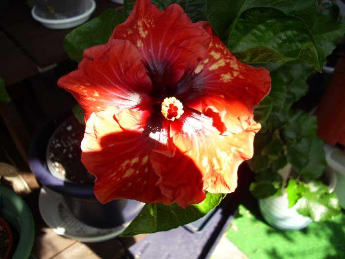 Roter Hibiskus von Katherine Scholes von Knaur