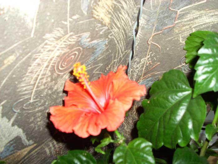 Brennender Hibiskus: Kriminalroman von Sujata Massey und Sonja Hauser von Piper Taschenbuch