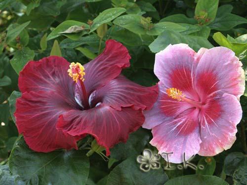 hibiscus black dragon