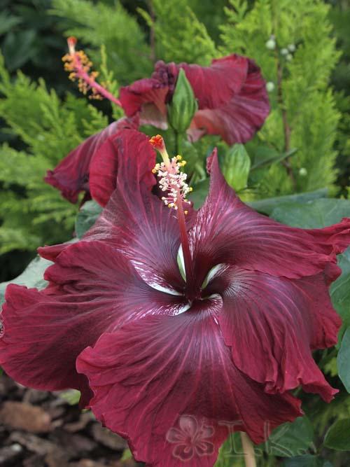 hibiscus black dragon
