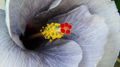 hibiscus wagon wheel
