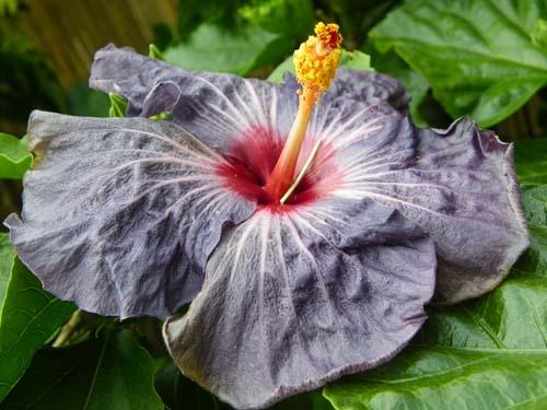 hibiscus blue raven