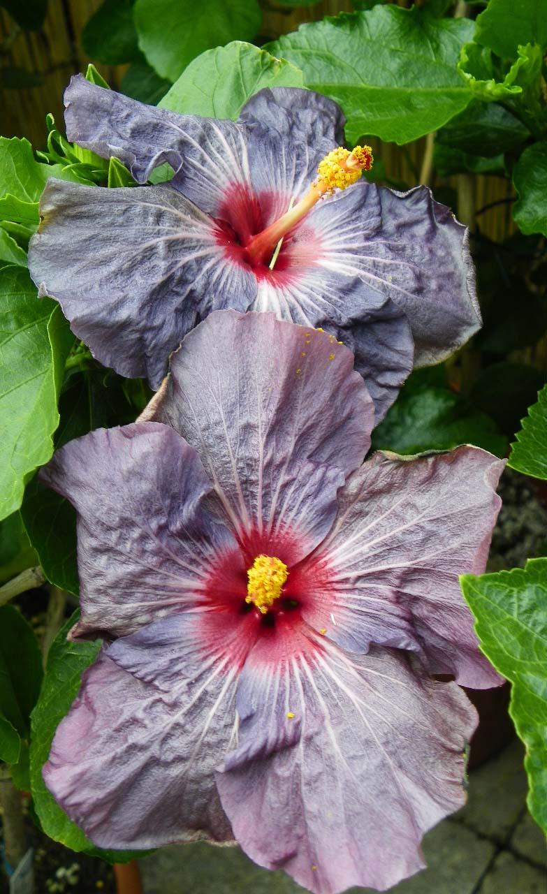 hibiscus blue raven