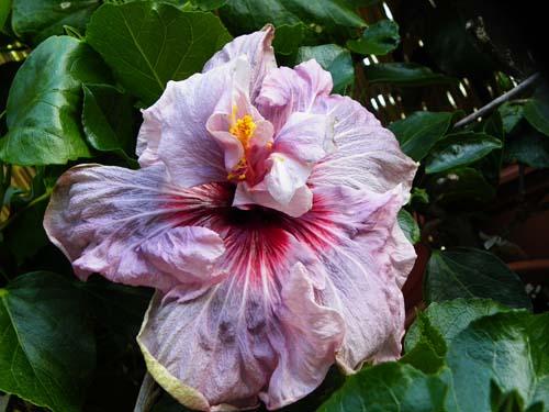 hibiscus lady adele