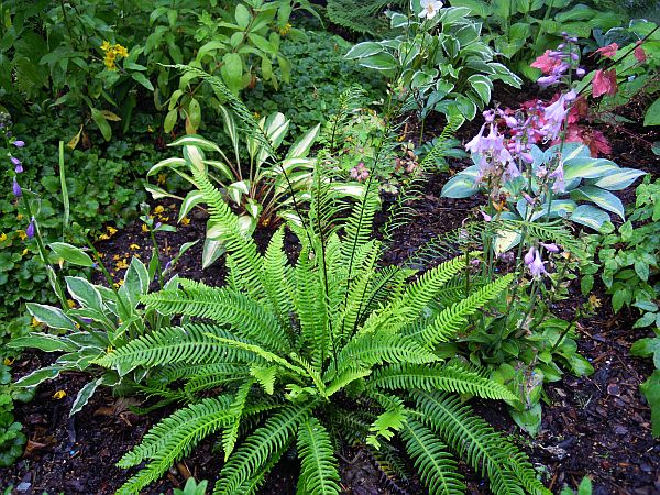 welchen farn für kübel? Mein schöner Garten Forum
