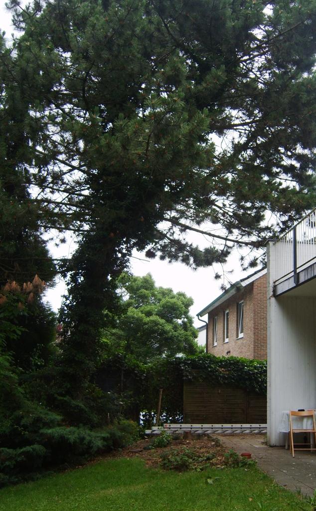 Rasen neu anlegen - Hausgarten.net