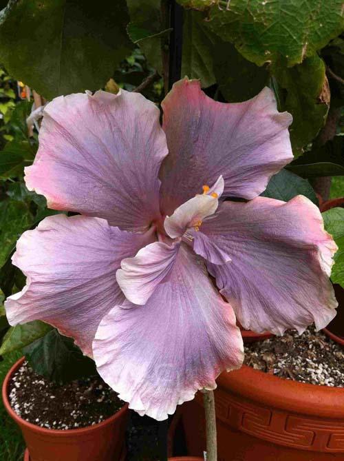 hibiscus timesless treasure