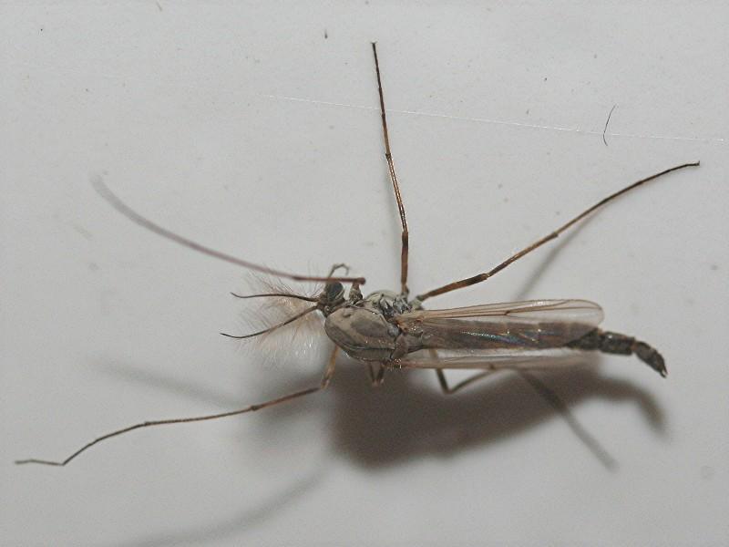 Culicidae? Nein!! > Chironomidae (Zuckmücken) Diptera, Zweiflügler (Fliegen und Mücken