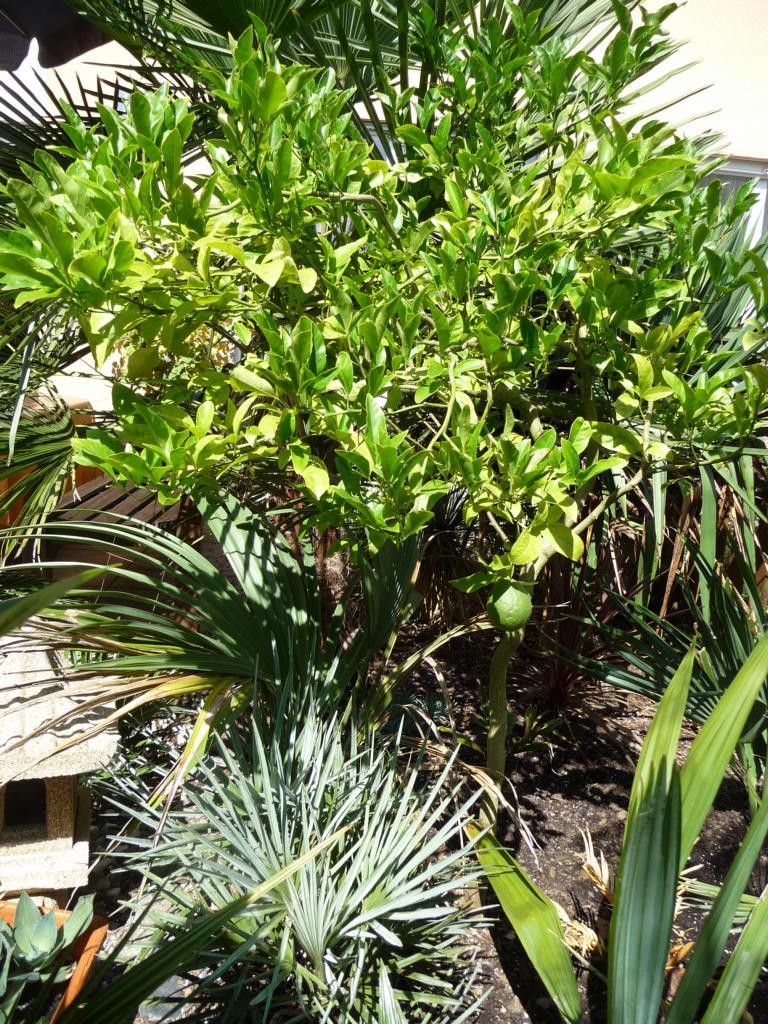 citrus ichangensis