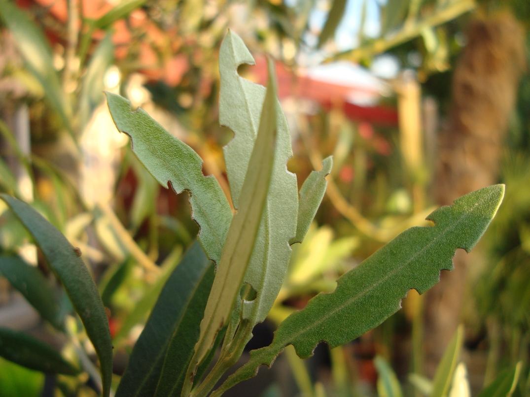Palmen und Co.  Dickmaulrssler vs. Olive, oder was ist das