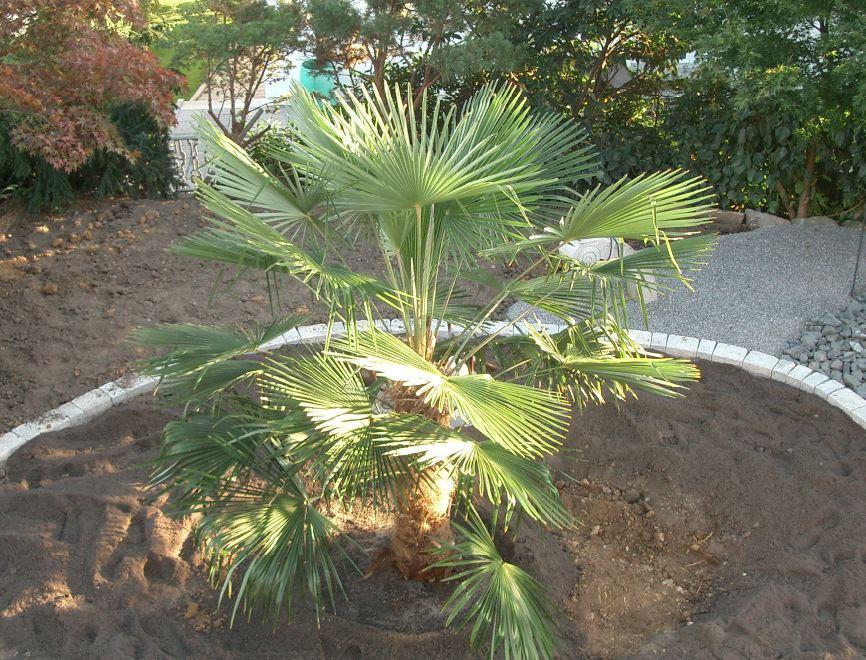 Palmen und Co. » Trachyumzug....