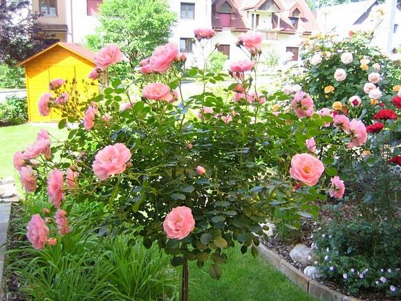 Beetgestaltung mit Hochstammrose - zeigt her eure Fotos! - Mein schöner