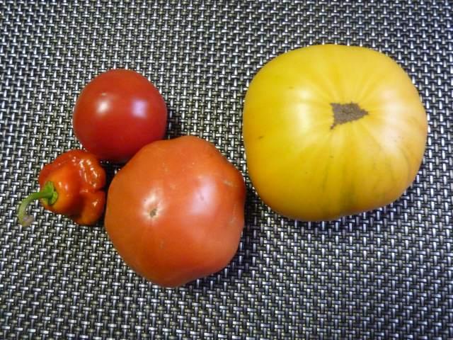 Bild
