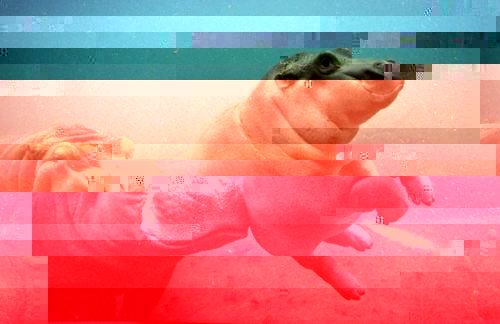 hippo