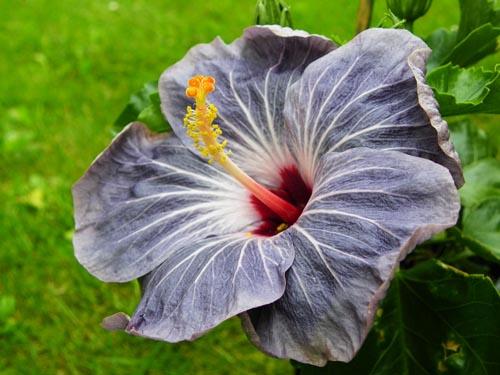 deutsches gartenforum, hibiskus wunder