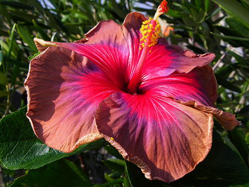 hibiskus wunder, hibiscus cherry cola