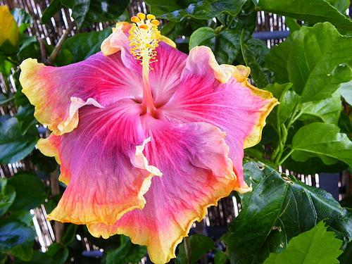 hibiskus in deutschland