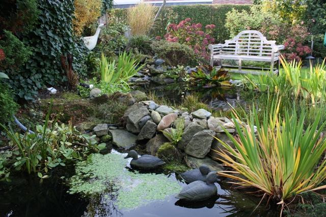 Gartenteich ist grün und trüb
