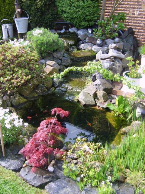 Gartenteich ist grün und trüb