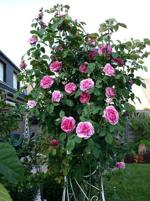 [Bild: byt8vhom8zi14ba9o.jpg]