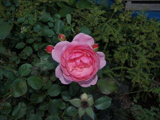 [Bild: byt8y6ywg33w3ox4s.jpg]