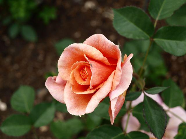 [Bild: byw92539fosszocg5.jpg]