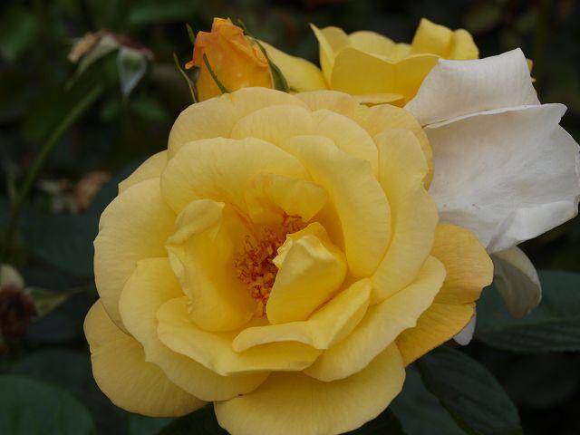 [Bild: byw94u8d33x44wi6d.jpg]