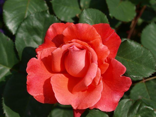 [Bild: byw95m731lp83y03p.jpg]