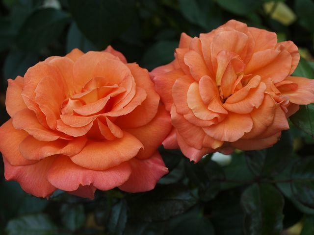 [Bild: byw97cs37al7byux1.jpg]